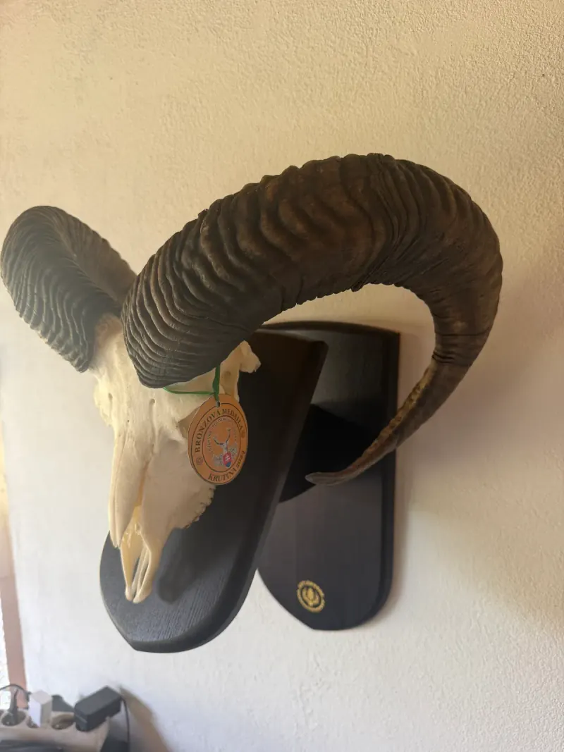 Podložky pod trofeje